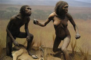 homo erectus